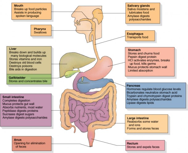 Human digestive system diagram